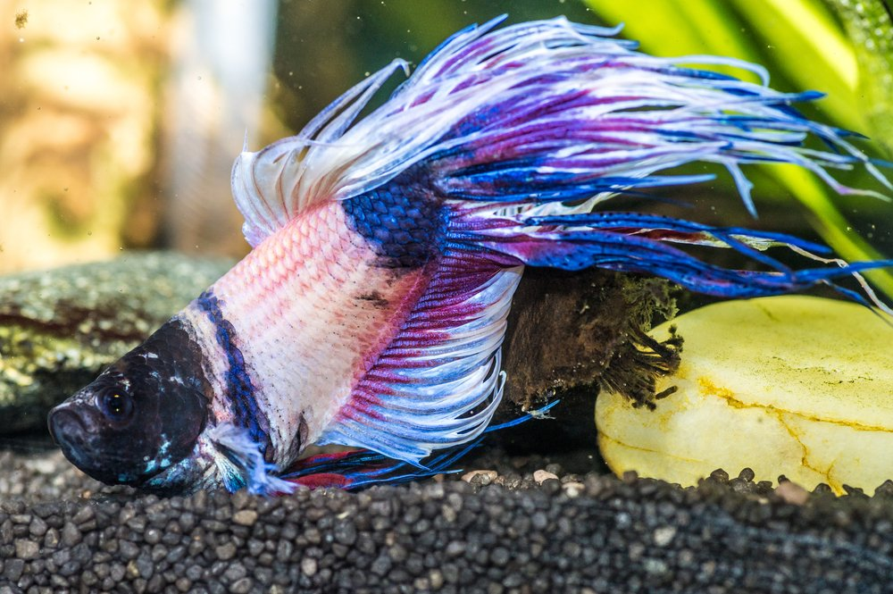 Dying Betta Fish