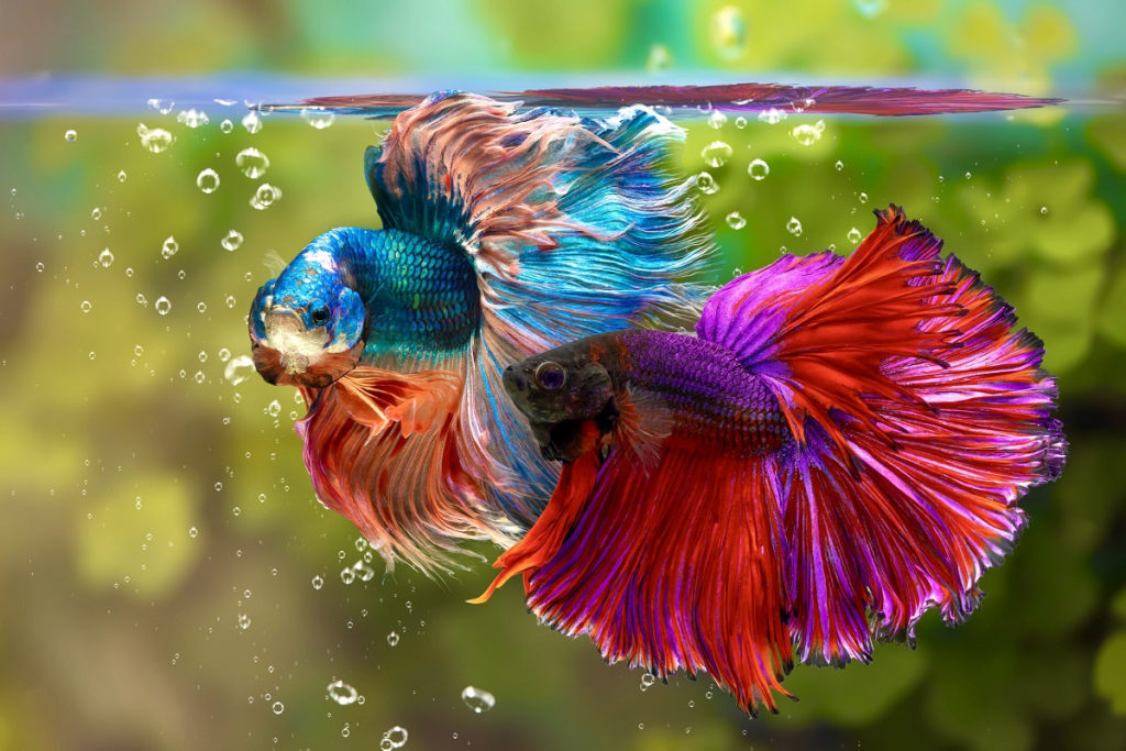 Dying Betta Fish