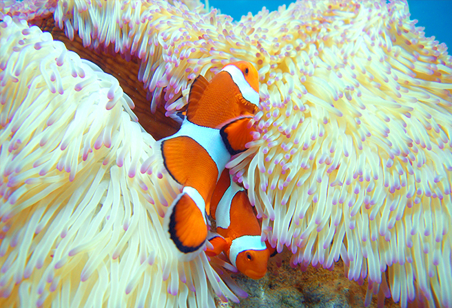 Clownfish