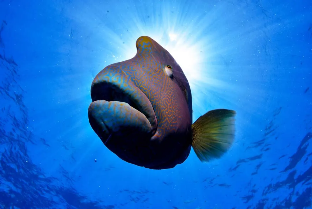 Humphead Wrasse (the Amazing Gender-Shifting Fish)