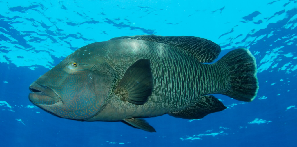 Humphead Wrasse (the Amazing Gender-Shifting Fish)