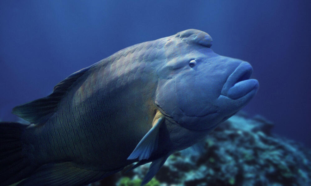 Humphead Wrasse (the Amazing Gender-Shifting Fish)