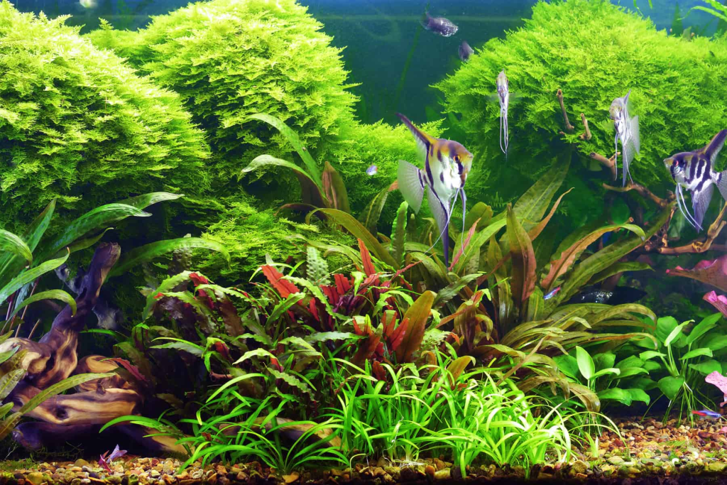 21 Extra Tall Aquarium Plants for Your Aquarium | Full Guide