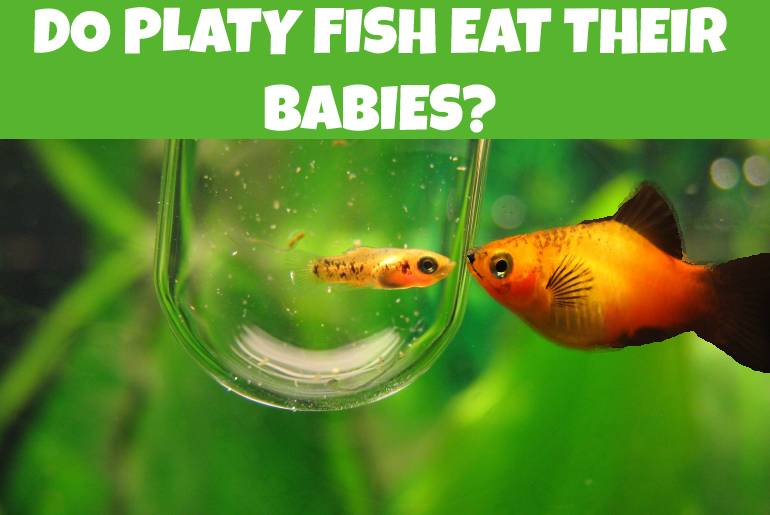 How To Stop Platy From Breeding