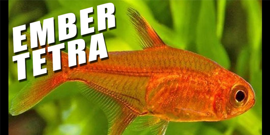 Ember Tetra