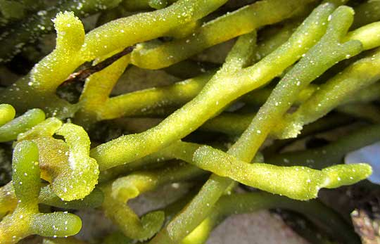 Green Finger Algae