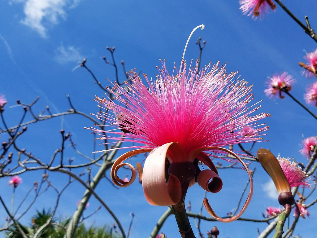 Shaving Bush Plants