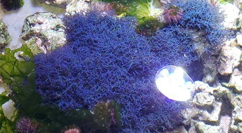 Blue Hypnea Algae