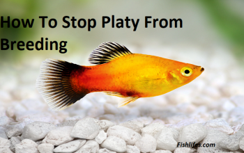 How To Stop Platy From Breeding | Here Is How !! |