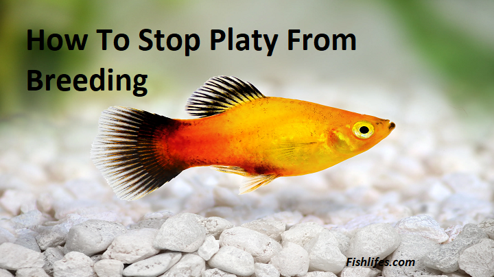 Read more about the article How To Stop Platy From Breeding | Here Is How !! |