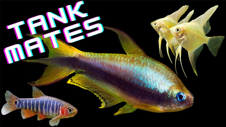 You are currently viewing 17 Emperor Tetra Tank Mates For Your Beautiful Tank