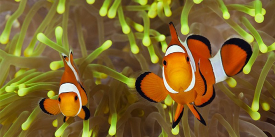 Nemo Fish Aggression