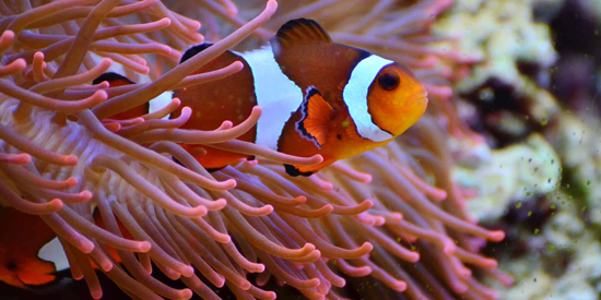 Nemo fish food habbitates