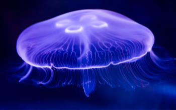 Moon Jellyfish Care Guide | Everything To Know | Exotic Pets
