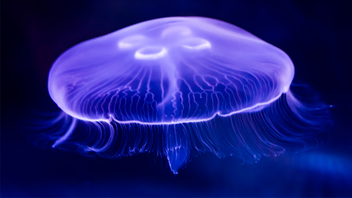 You are currently viewing Moon Jellyfish Care Guide | Everything To Know | Exotic Pets