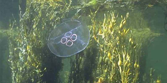 Natural Habitat of Moon Jellyfish 