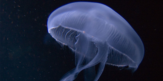 The Way Moon Jellyfish Act 