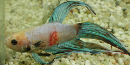 Symptoms of Septicemia in Betta Fish 