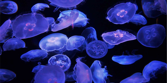 Moon Jellyfish Care Guide