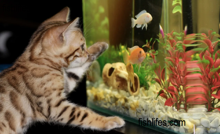 Can Fish Make a Better Pet than Cats or Dogs