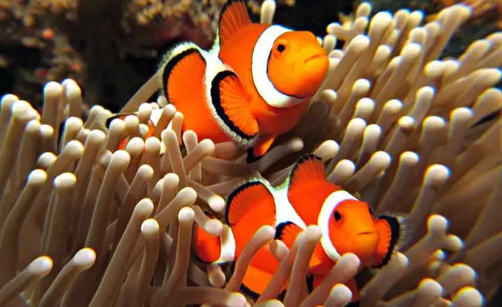 Nemo Fish