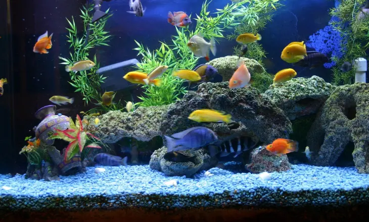 Best Freshwater Fish for Aquarium